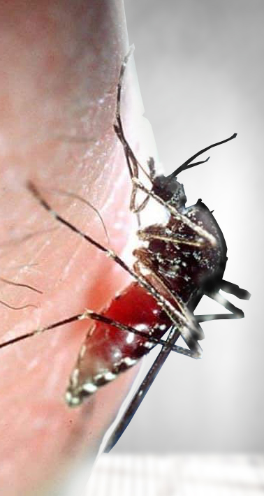 mosquito magnet nuovo